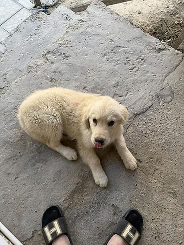 Retriever, 3 ay, Erkek, Peyvəndli, Ünvandan götürmə