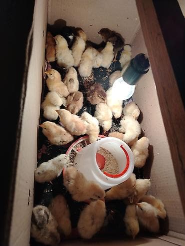 Toyuq cücələri, Ətlik