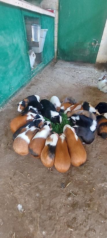 Atlar: Wekilde gorduyunuz Sivinkalar satilir xeyvanlarin saglamliqina — 2