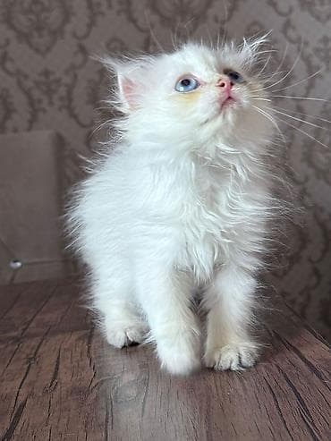 Gəmiricilər: Şotland yastı qulaq — 3