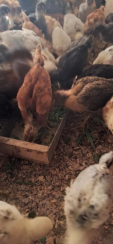 karella quş: Toyuq cücələri, Damazlıq — 4