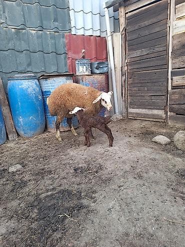 cins pisik satisi: Əbirəş Qala Birci qarına toxlu bu gün doğub — 2