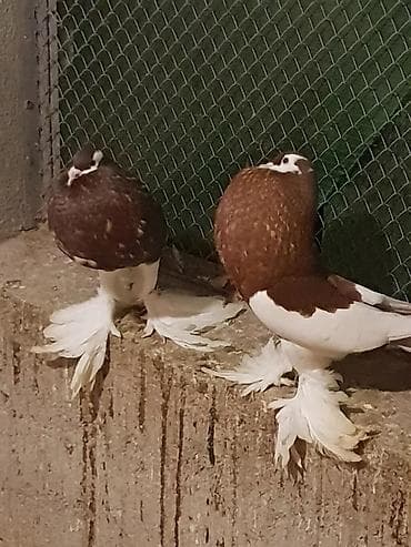 ramanov qoyun satisi: İtlər — 1