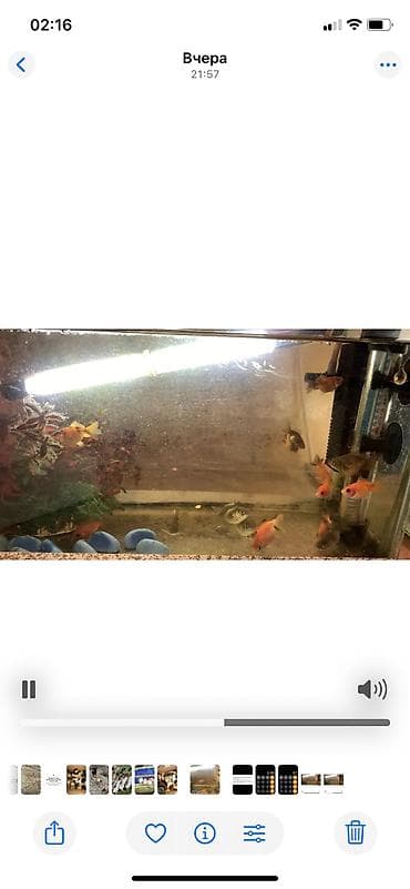 balaca heyvanlar: Tetra balığı, Sülhsevər — 2