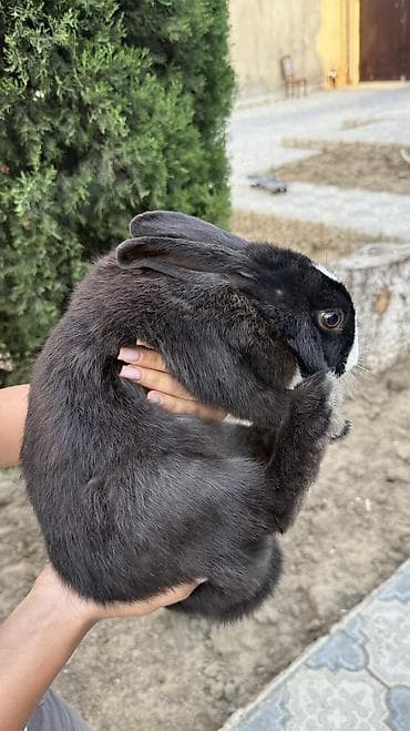 heyvanlar: Saglam, qara heyet dovşani 🐰 — 5