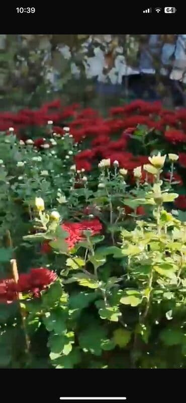 badamlı su 19 lt qiymeti: Xirizantema gülləri hər rəngdə var yalnız soyuq havalarda açır və kol — 8