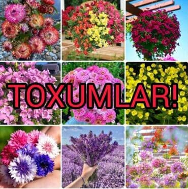 Toxumlar: GÜLL TOXUMLARI ! istədiyiniz güll toxumun satışı ! Güll toxumları