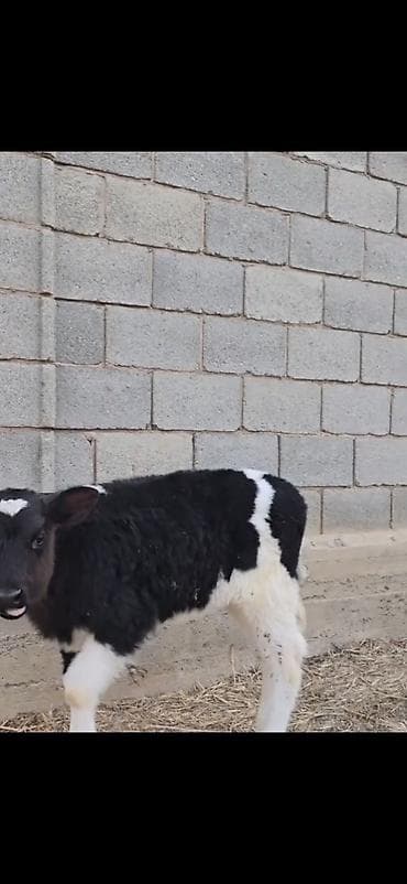 smental dana: Satışda – müxtəlif rəngli heyvan balaları (buzovlar). Xüsusiyyətlər — 8