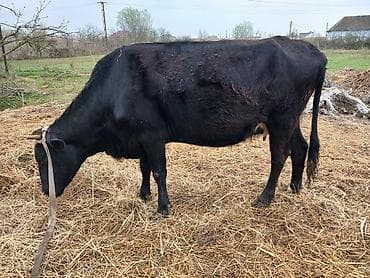 xaski balalari satilir: Salam heyvan Ana baladi yaxsi erkek balasi var inek hundur inekdi — 8