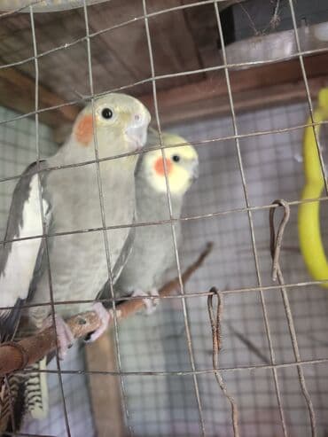 hazır hicablar: Hazır cüt korella quşları satılır. yumurta üçün yuvaya giriblər. ünvan — 2