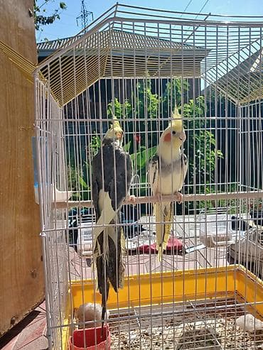 itlerin telimi: Nimfa papuqayları (cüt) - Növ: Nimfa (Cockatiel) – başında sarı ibik — 5