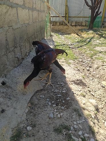 kuckar ov iti: Toyuq cücələri, Damazlıq — 1