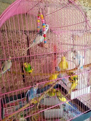 Geyimlər: Valnisti — 1