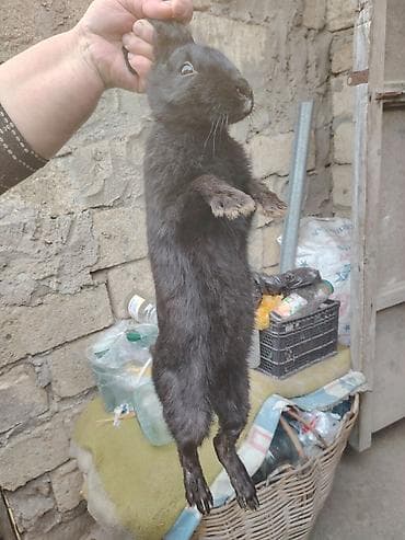 Птицы: Qara dovşan – yerli fərdi təsərrüfatdan - Rəng: tam qara (şabalıd alt — 2