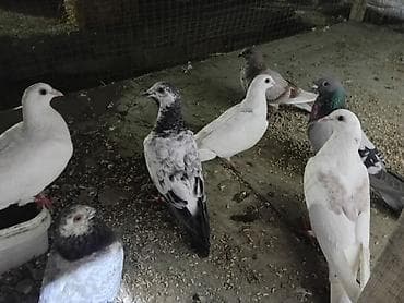Dirkolar tecli satlir riyal alan qimet razlscam - Növ: ev/yarış/seyir