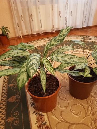 devedabani bitkisi: Aglaonema (Çin həmişəyaşılı) otaq bitkiləri - Növ: Aglaonema — 5