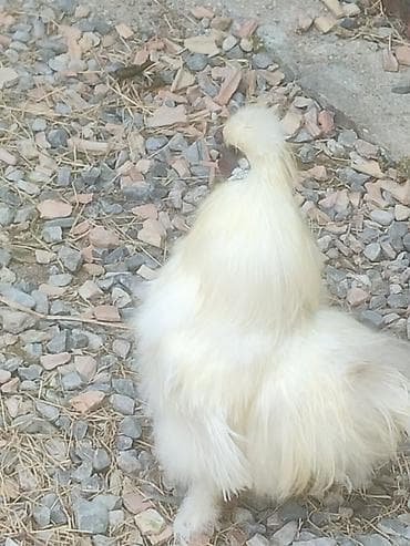 Kənd təsərrüfatı quşları: Temiz qan xoruz ponpon toyuq cavan xoruzudur sonu 30 manata ünvan — 2