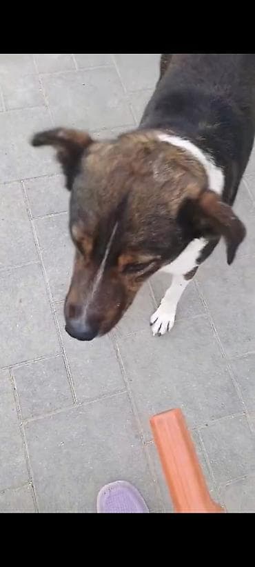 avcarka balasi satilir: Erkek — 3