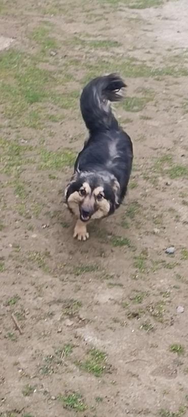 ev iti cinsleri: Dişi — 1