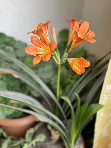 yuxuda yolka agaci: Bitki: Kliviya (Clivia miniata) – narıncı çiçəkli, evdaxili dekorativ — 2
