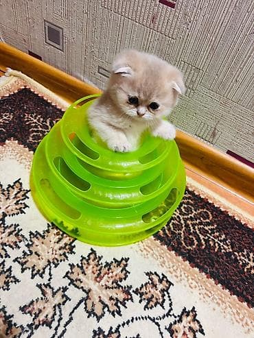 bengal pisiyi: Məhsul: Pişiklər üçün qaşınma dirəyi və oyun stançası Təsvir: - — 10