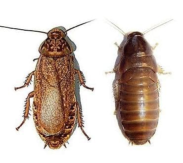 heyvan mal: Lobster Taran ları satılır tam sağlamdılar səliqəli baxılıb təmizdilər — 1