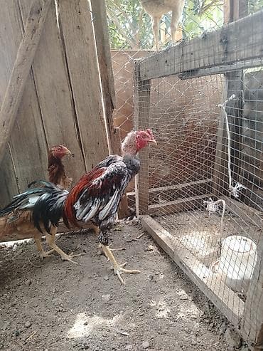 Xoruz, il: 3, Ünvandan götürmə