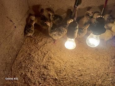 qus bazari: Yerli hinduşqa balaları 5 günlükdür sağlam balalardır Saray — 3