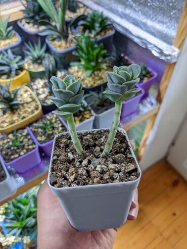 güller haqqında melumat: Sukkulentlər. Sağlam və dözümlü bitkilərdi. Uzun müddət susuz qala — 2