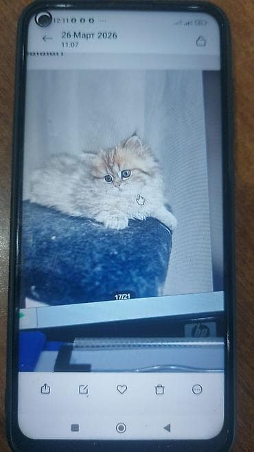 pişik şotlant: Britan — 3