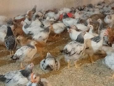 Бараны, овцы: Məhsul: - Cinsi selebrist ve lider - Ət və yumurta istiqaməti üçün — 3