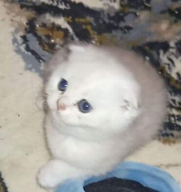 Şinşilla, Dişi lalafo.az -da Şinşilla, Dişi