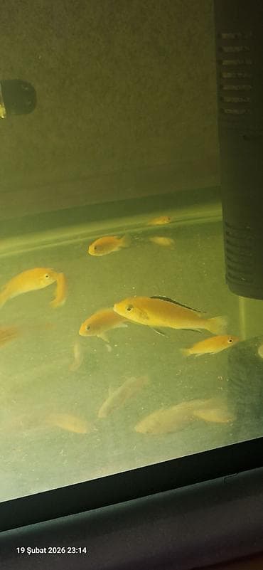 Pişiklər: Cixlid balığı, Yırtıcı, Pulsuz çatdırılma — 6