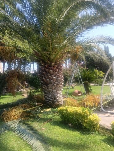 Tikinti ixtisasları: Bağban, 30 il, 6 ildən artıq təcrübə — 2