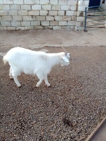 Коровы, быки: Boğazdır dişi sani çəpiş satılır istəyən olsa yazsın video sun atım — 8