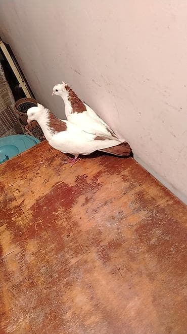 Növ: Bəzək göyərçinləri (cüt) Rəng: Ağ bədən, qəhvəyi baş-boyun