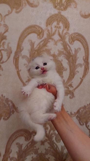 xamilyon heyvan: Şotland, Dişi, Ödənişli çatdırılma, Ünvandan götürmə — 4