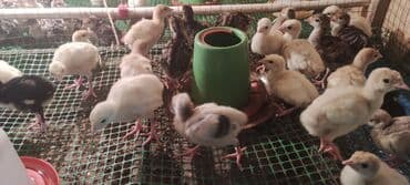 simental inek satilir: Bir həftəlik amerikan bronz və ağ kanada hinduşka balaları . anaları — 3