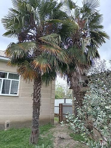 Cütü 600 azn palma satılır ünvan masallı