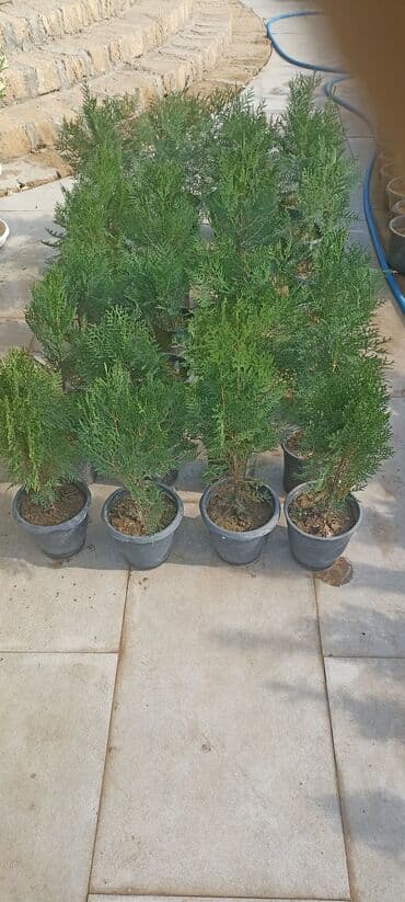 gül toxumları satışı: Dekorativ çöl bitkilərinin satışı və Sifarişlə yetişdirilməsi.Satış — 2