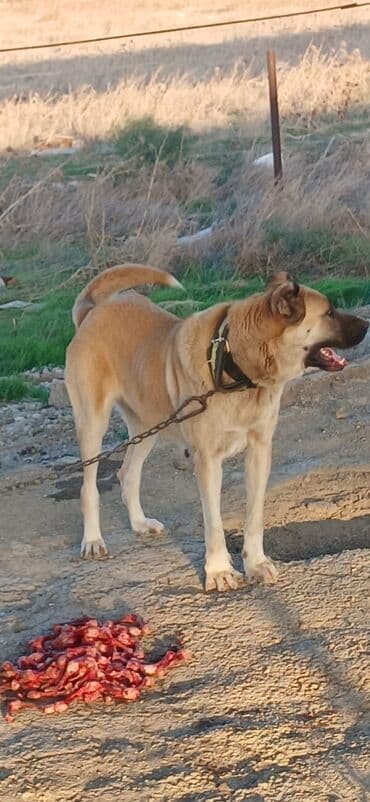 İtlər: Qurdbasar, 2 il, Dişi, Peyvəndli, Ödənişli çatdırılma — 1