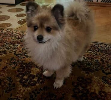 Бусы: Шпиц, 2 года, Самец, Бесплатная доставка — 1