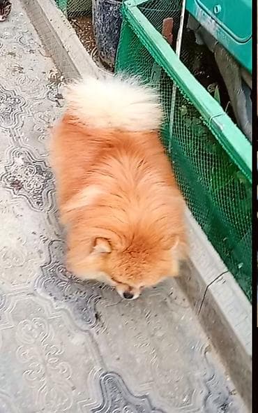 şpic it: Şpitz, 2 il, Erkek, Cütləşmə üçün — 5