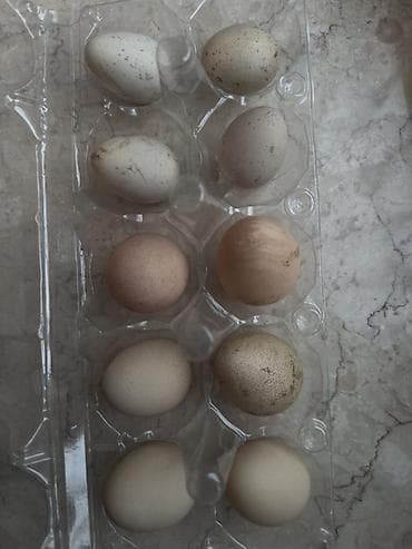 Mayalı təzə yığılmış kəklik və sesar(firəng) yumurtaları. Sesar