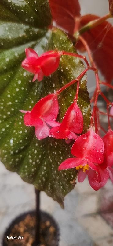 beqoniya bitkisi: Angel Wing Begonia (Begonia coccinea qrupundan) – dekorativ qapı və — 2
