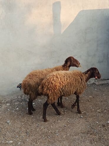 romanov koyun fiyatları: Məhsul: Qoyunlar (2 baş) Təsvir: bagaz qoyunlar - Qəhvəyi yunlu — 3