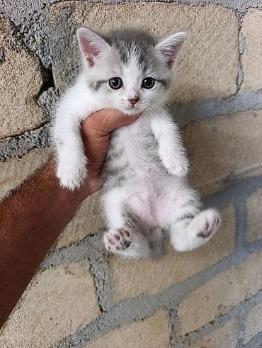 piwik yuvasi: Salam erkek piwik satlir anasi wotlanti qum terbiyesi var alana cuzi — 2