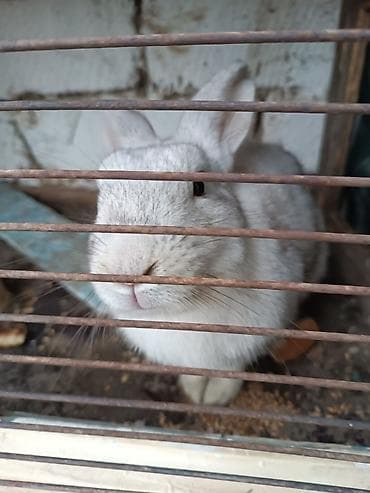 Сельхоз птицы: Saglam heyvanlardi bir erkey iki disidi istesen maraqlana biler — 7