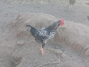 toyuq cinsleri: Məhsul: Yerli qarışıq cins toyuq və xoruzlar4 aylikdirlar Təsvir: - — 1