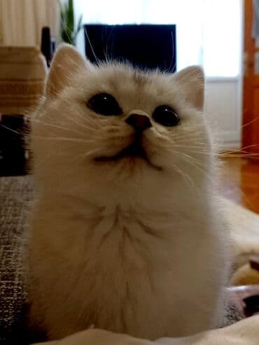 goyercin sekilleri: Britan, Dişi, Yaxşı əllərə, Ünvandan götürmə — 6